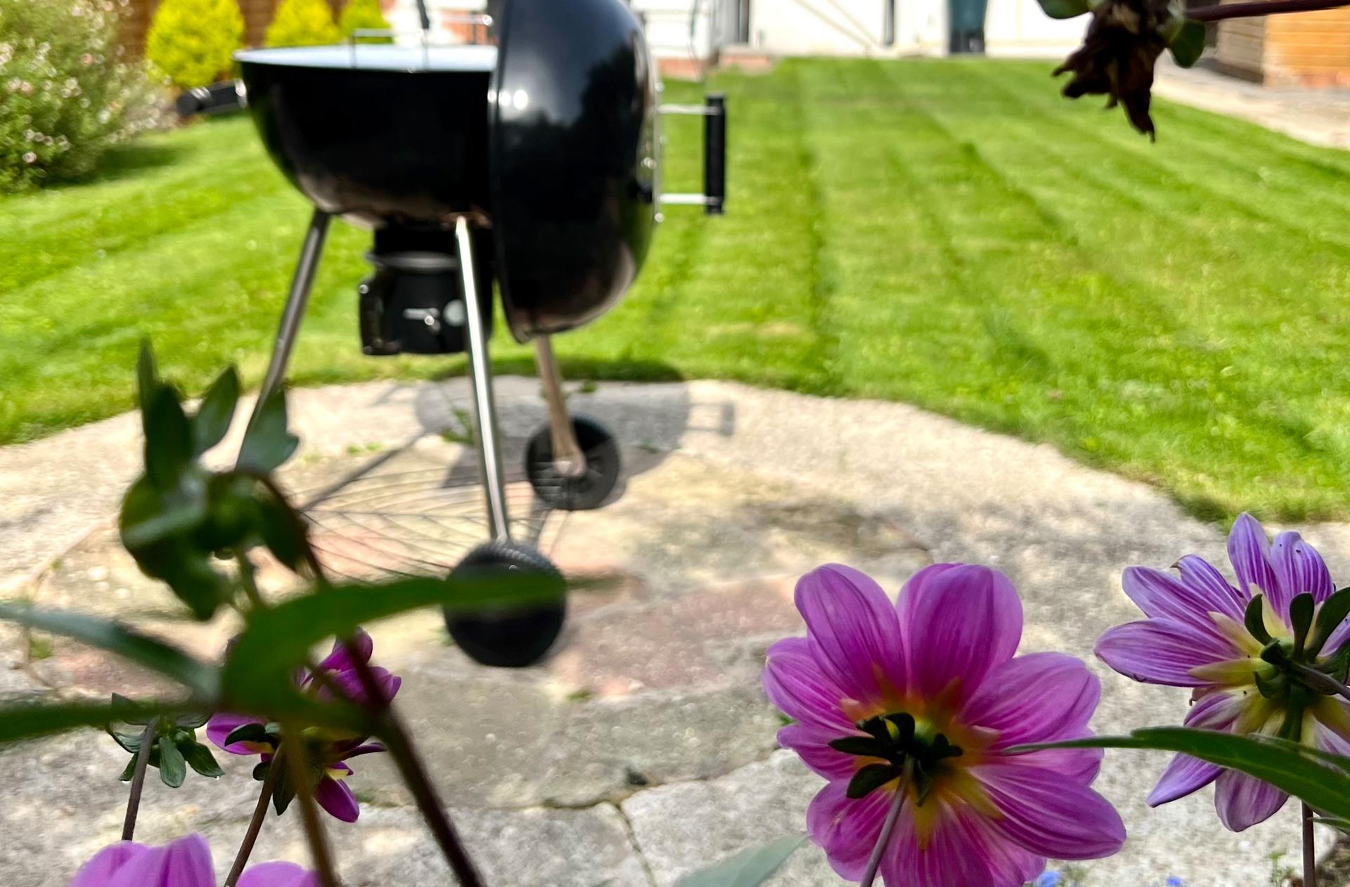 Ocean Grove Image A large lawn and a bbq can be seen through a view of a set of purple flowers.